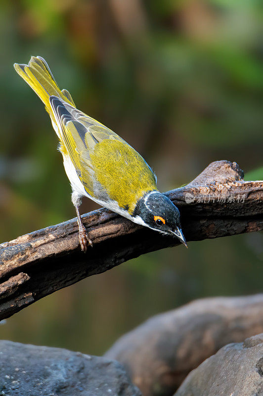 白色naped蜜食者(Melithreptus lunatus)